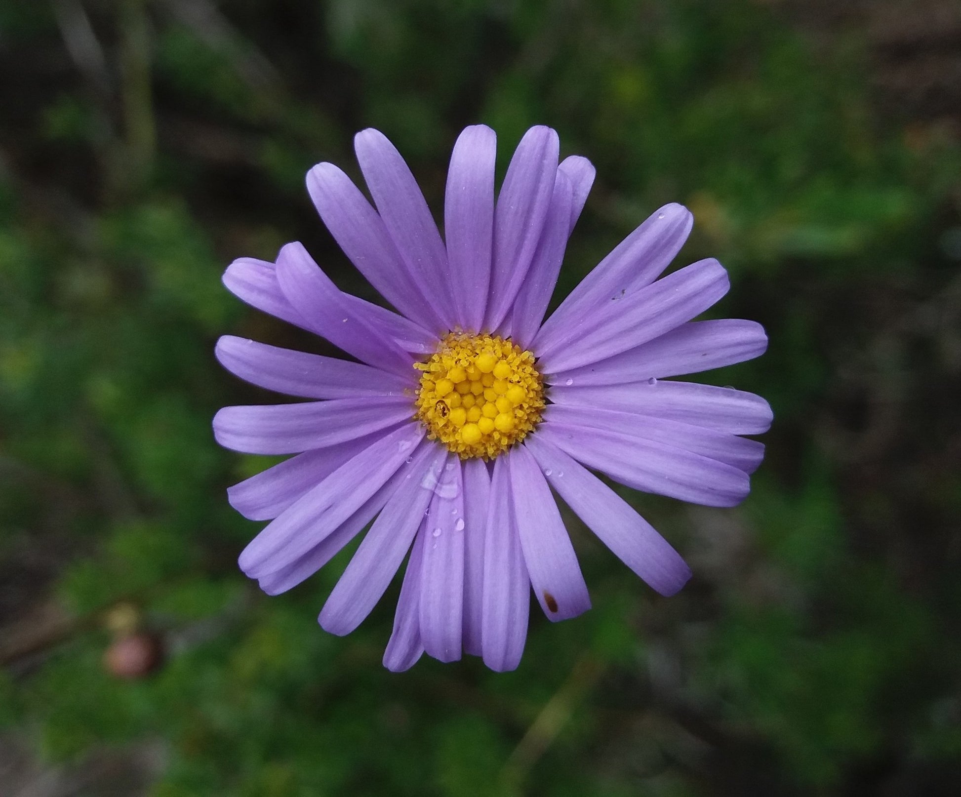 Violet Daisy Flower seeds for Planting - Sun Loving, Heirloom & GMO Free Seeds for Home Garden