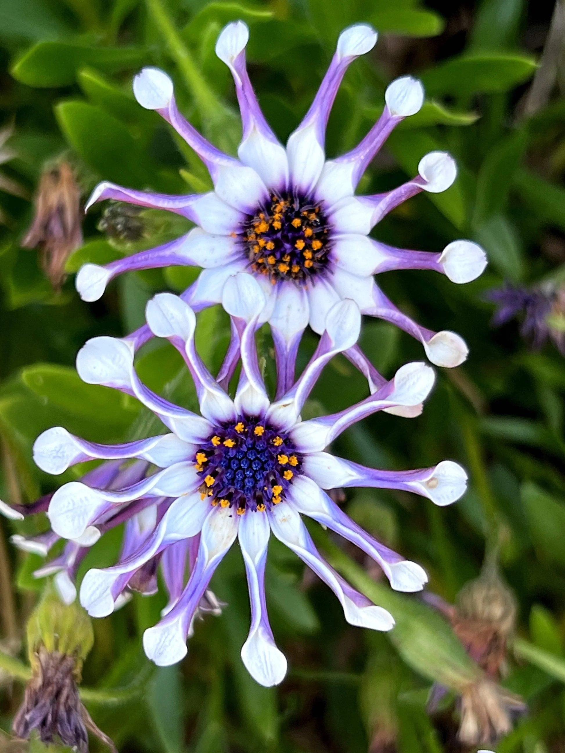 White and Purple Omeris seeds for planting