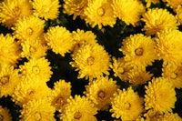 Heirloom Chrysanthemum Flower seeds for Planting Sun Loving Heirloom & GMO Free Seeds for Home Garden