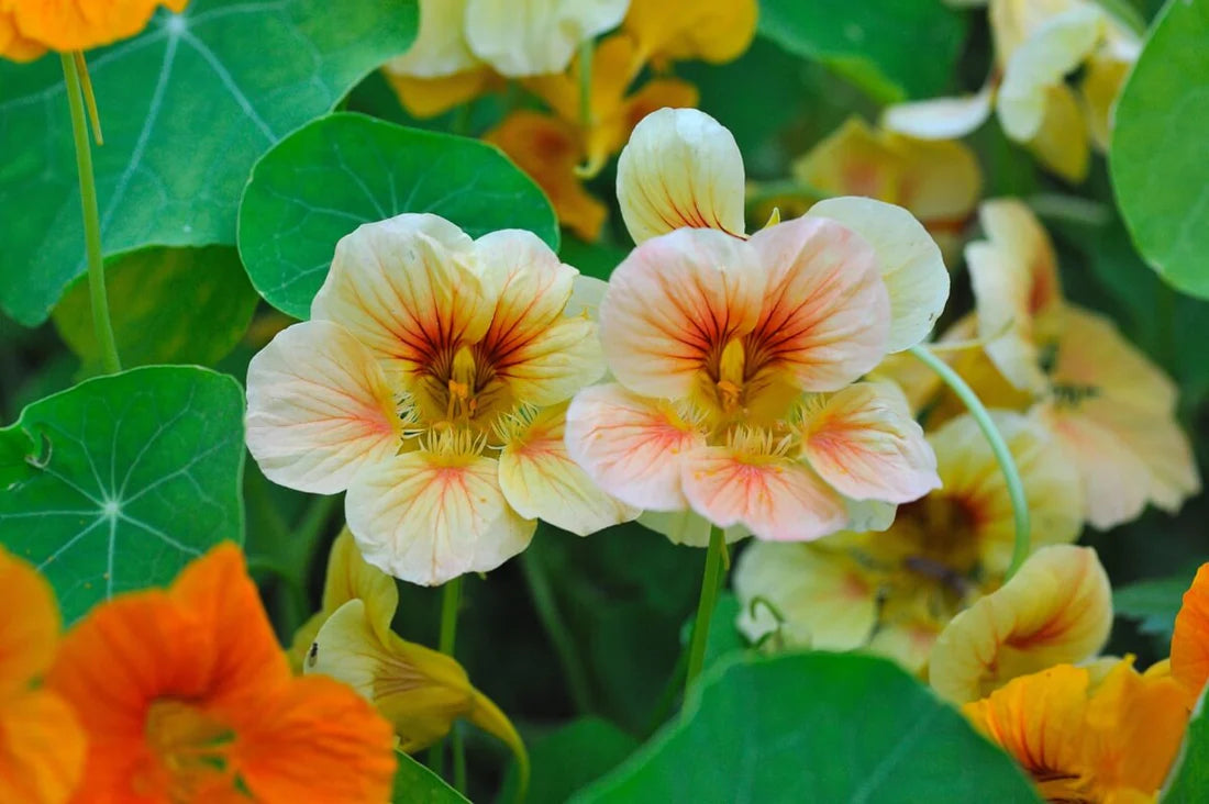 Nasturtium Flower seeds for Planting Garden Favorite Heirloom & GMO Free Seeds for Home Garden