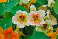 Nasturtium Flower seeds for Planting Garden Favorite Heirloom & GMO Free Seeds for Home Garden