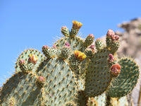 Opuntia Chlorotica Seeds for Planting  Mixed Cactus Variety