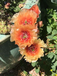Orange Opuntia Flower seeds for Planting Hardy Variety Heirloom & GMO Free Seeds for Home Garden 
 
 Sale