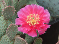 Pink Opuntia Flower seeds for Planting - Colorful Display, Heirloom & GMO Free Seeds for Home Garden