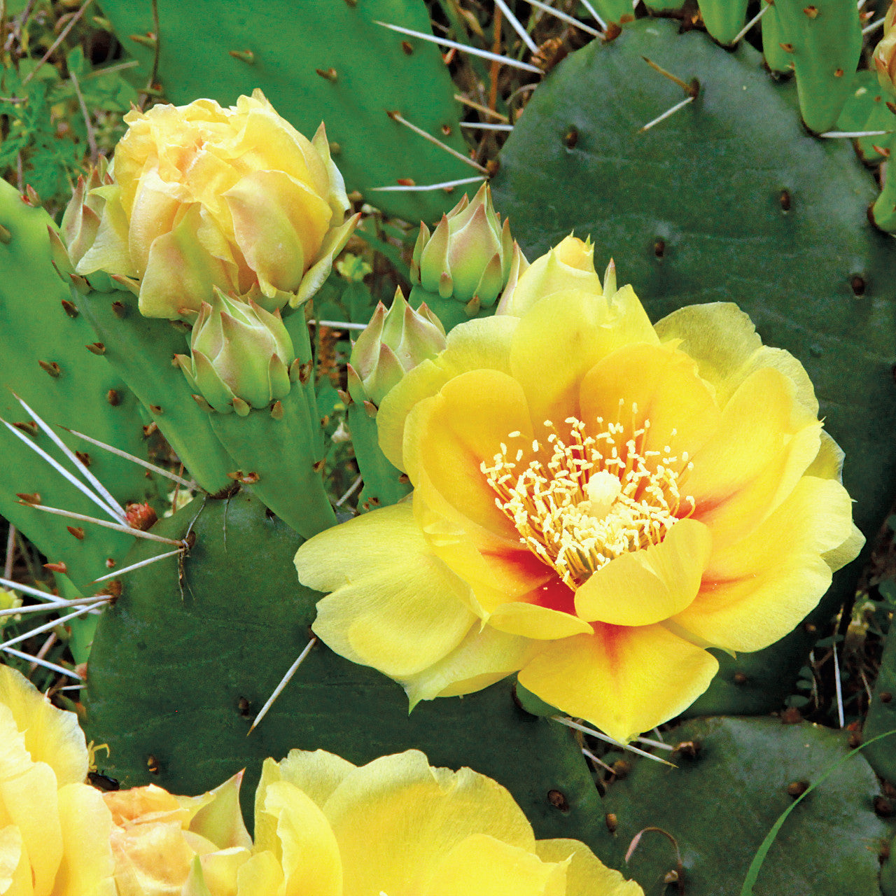 Yellow Opuntia Macrorhiza Planting Seeds