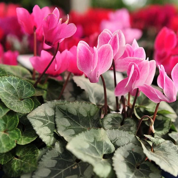 Baby Pink Cyclamen Flower seeds for Planting - Pollinator Friendly, Heirloom & GMO Free Seeds for Home Garden