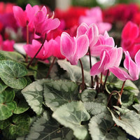 Baby Pink Cyclamen Flower seeds for Planting - Pollinator Friendly, Heirloom & GMO Free Seeds for Home Garden