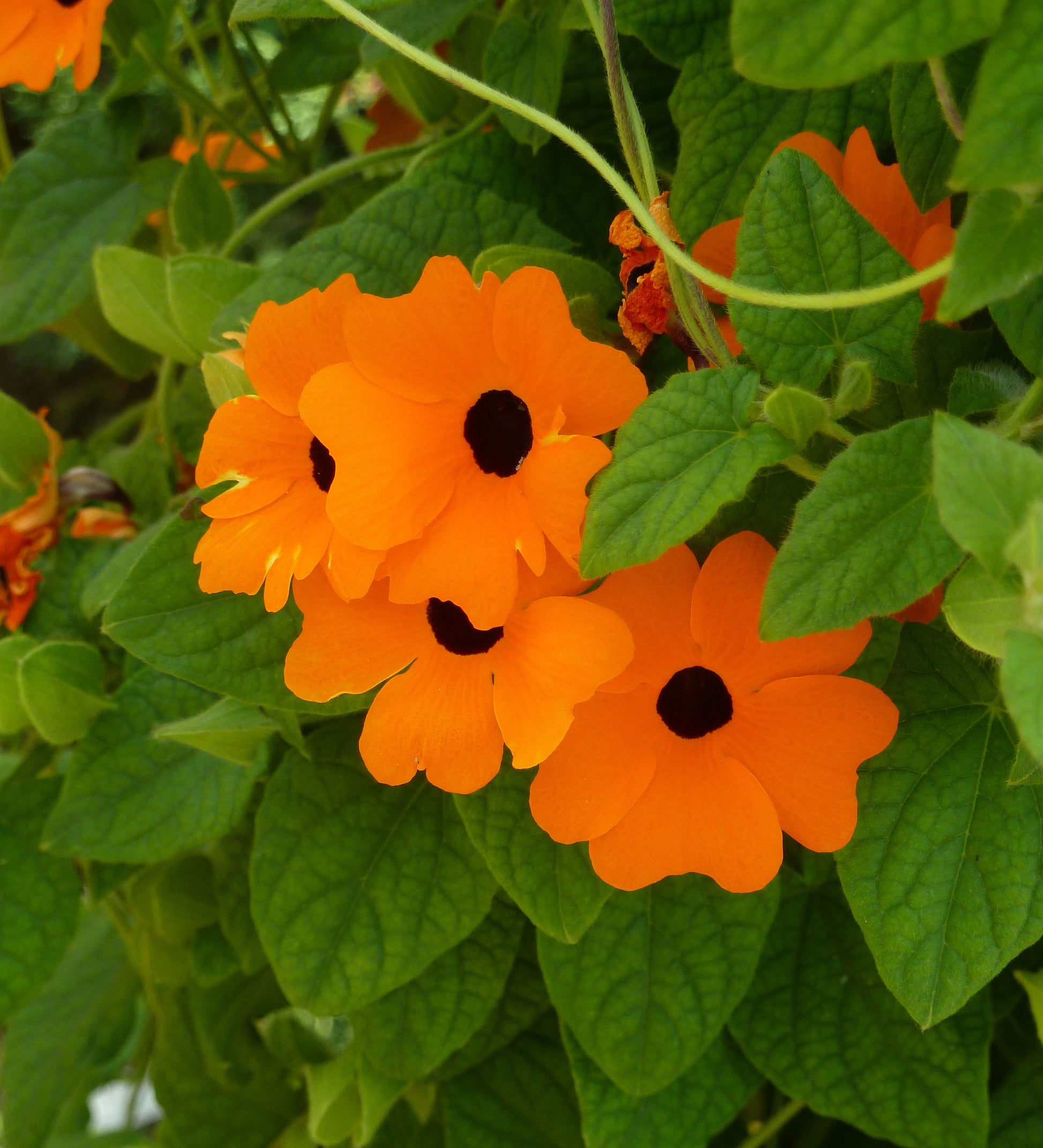 Orange Thunbergia Flower Planting Seeds