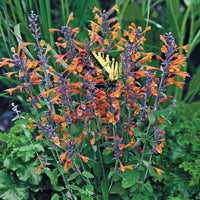 Orange Agastache flowers blooming in garden