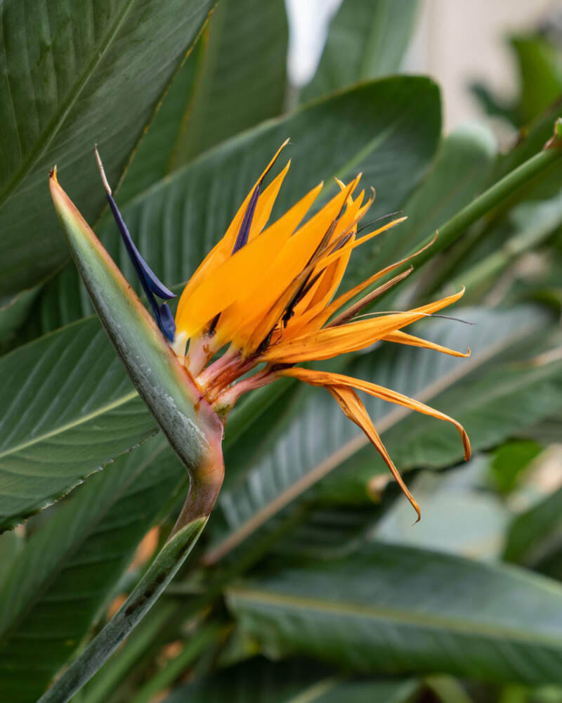 Orange Violet Strelitzia Flower seeds for Planting - Fragrant Blossoms, Heirloom & GMO Free Seeds for Home Garden