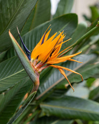 Orange Violet Strelitzia Flower seeds for Planting - Fragrant Blossoms, Heirloom & GMO Free Seeds for Home Garden
