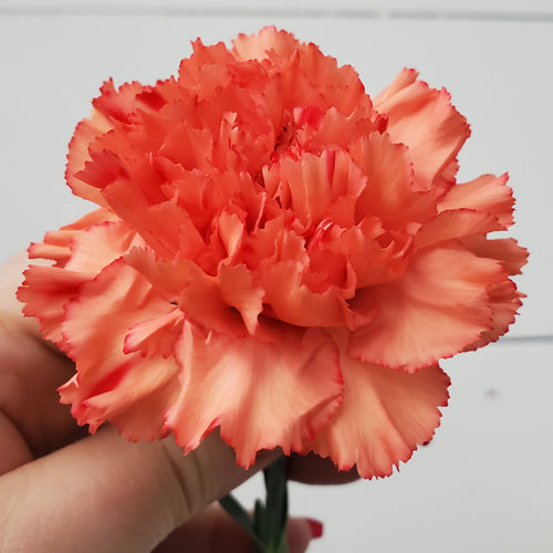 Orange Carnation Flower seeds for Planting - Hardy Variety, Heirloom & GMO Free Seeds for Home Garden