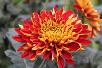 Orange Red Chrysanthemum Flower seeds for Planting Cut Flower Favorite Heirloom & GMO Free Seeds for Home Garden 
 
 Sale