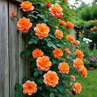Orange climbing rose seeds for planting