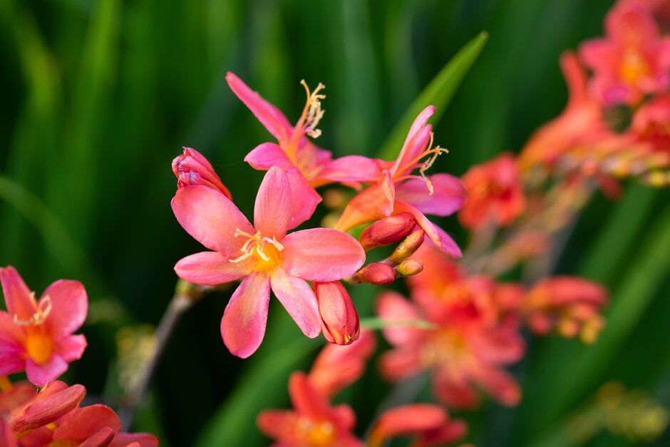 Non GMO Orange Crocosmia seeds