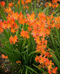Orange Crocosmia in pollinator garden