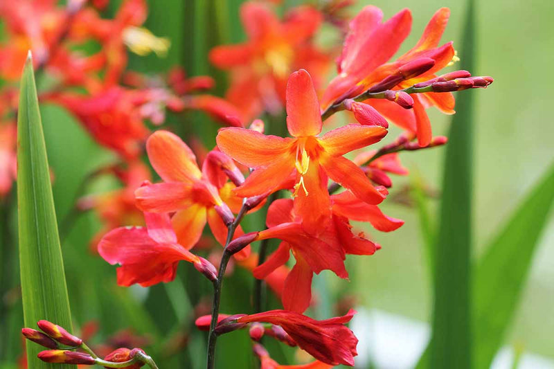 Orange Crocosmia seeds for planting