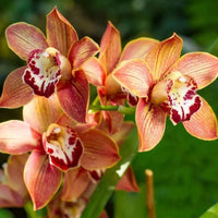 Cymbidium Orchid Flower seeds for Planting - Long Bloom Season, Heirloom & GMO Free Seeds for Home Garden