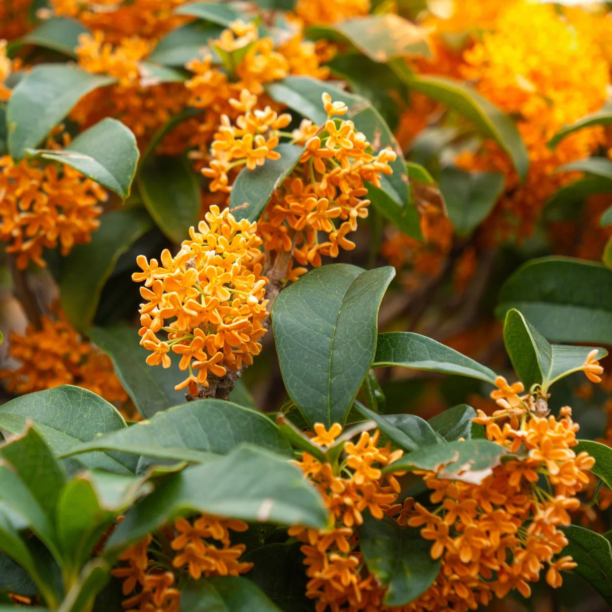 Orange Osmanthus Flower Seeds for Planting Low Maintenance Heirloom & GMO Free Seeds for Home Garden
 
 Sale