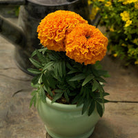 Orange Indica in pollinator garden