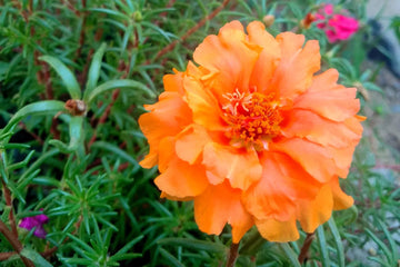 Orange Portulaca flower seeds for planting