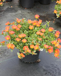 Orange Portulaca ground cover plant in landscape