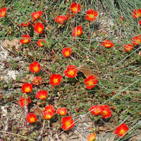 High germination Orange Portulaca flower seeds