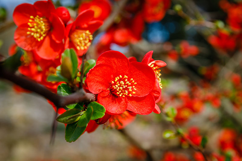 High germination Orange Quince seeds