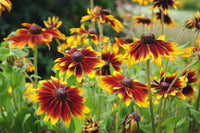 Non-GMO Orange Rudbeckia seeds