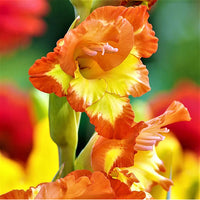 Yellow Orange Gladiolus Flower seeds for Planting Colorful Display Heirloom & GMO Free Seeds for Home Garden 
 
 Sale