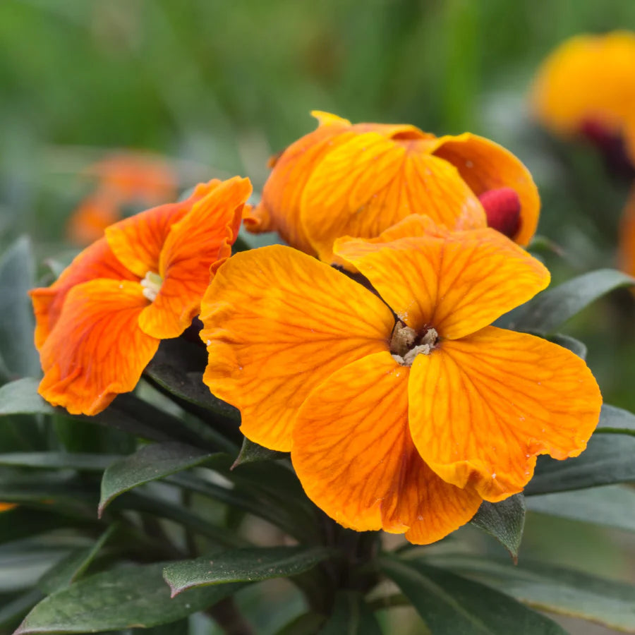 Orange Wall Flower seeds for Planting - Seasonal Bloomer, Heirloom & GMO Free Seeds for Home Garden