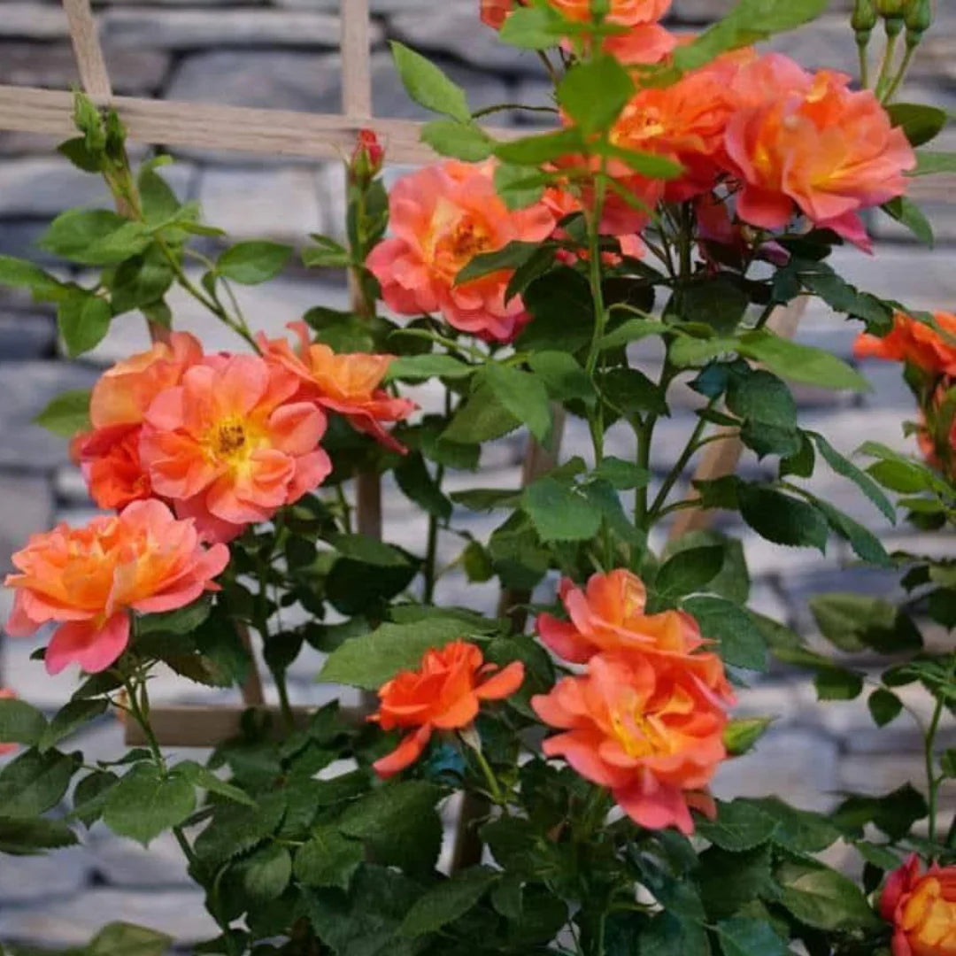 Full Orange Climbing Rose Flower seeds for Planting - Easy to Grow, Heirloom & GMO Free Seeds for Home Garden