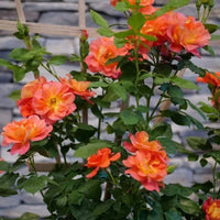 Full Orange Climbing Rose Flower seeds for Planting - Easy to Grow, Heirloom & GMO Free Seeds for Home Garden