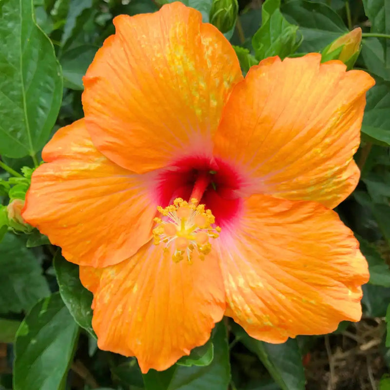 Light Orange Hibiscus Flower seeds for Planting - Cottage Garden Essential, Heirloom & GMO Free Seeds for Home Garden