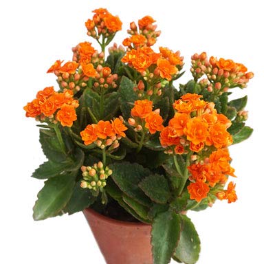 Orange Kalanchoe Seeds  Grow Bright Succulent Blooms for Your Garden