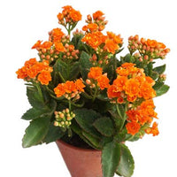 Orange Kalanchoe Seeds  Grow Bright Succulent Blooms for Your Garden