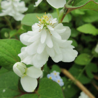Houttuynia Flower seeds for Planting Perfect for Borders Heirloom & GMO Free Seeds for Home Garden