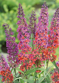 Orange Pink Buddleia Flower Seeds for Planting Sun Loving Heirloom & GMO Free Seeds for Home Garden
 
 Sale
