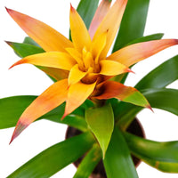 Yellow Bromeliad Tillandsia Flower seeds for Planting - Cut Flower Favorite, Heirloom & GMO Free Seeds for Home Garden