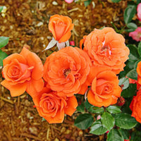 Orange Miniature Rose Flower seeds for Planting Sun Loving Heirloom & GMO Free Seeds for Home Garden 
 
 Sale