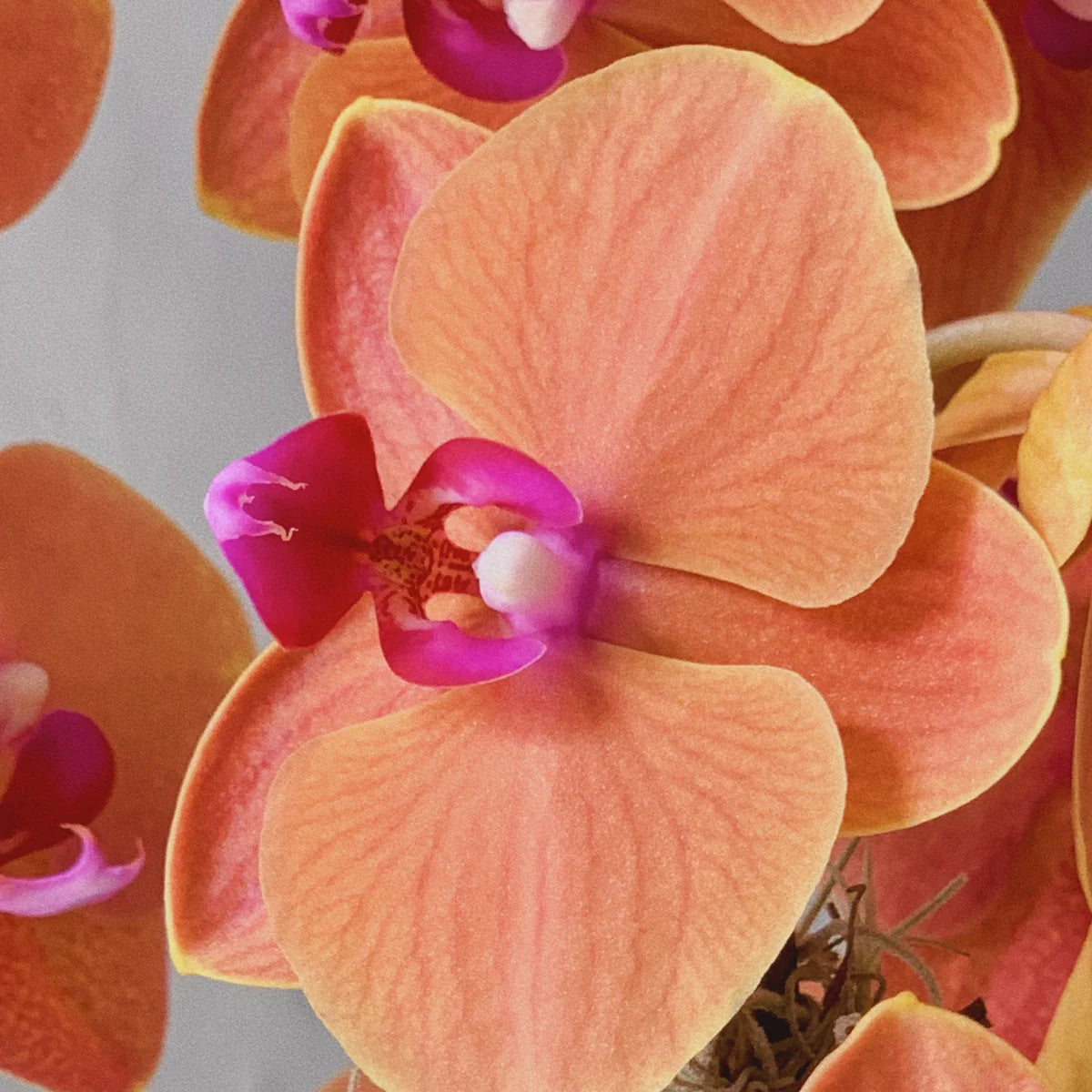 Peach Phalaenopsis Orchid Flower seeds for Planting - Seasonal Bloomer, Heirloom & GMO Free Seeds for Home Garden