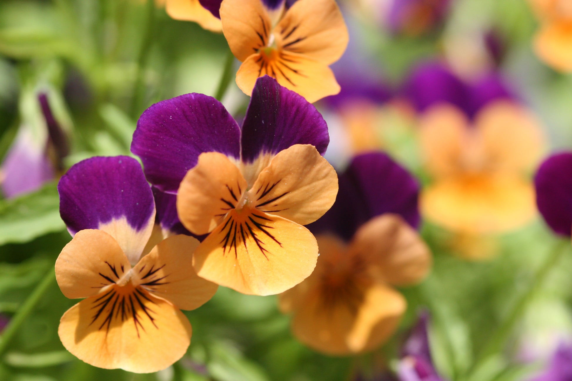 Purple Orange Pansy Flower seeds for Planting - Colorful Display, Heirloom & GMO Free Seeds for Home Garden