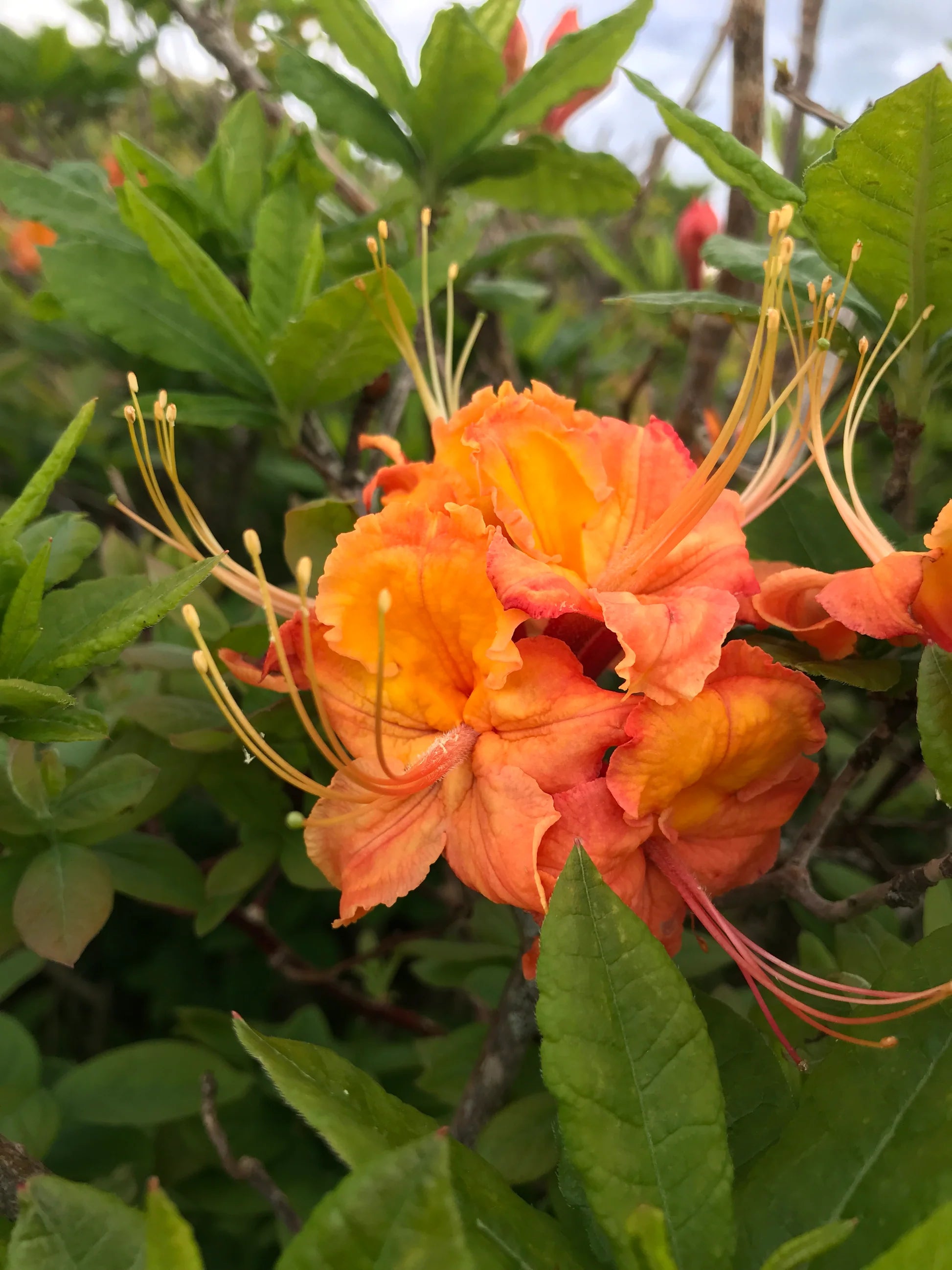 Azalea Flower seeds for Planting Low Maintenance Heirloom & GMO Free Seeds for Home Garden