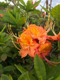 Azalea Flower seeds for Planting Low Maintenance Heirloom & GMO Free Seeds for Home Garden
