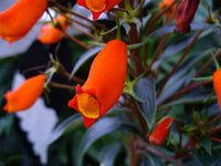 Orange Gloxinia Flower Seeds Long Bloom Season Heirloom & GMO Free Seeds for Home Garden
 
 Sale
