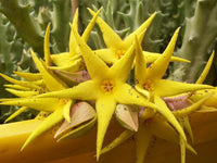 Stapelia Flower seeds for Planting Hardy Variety Heirloom & GMO Free Seeds for Home Garden