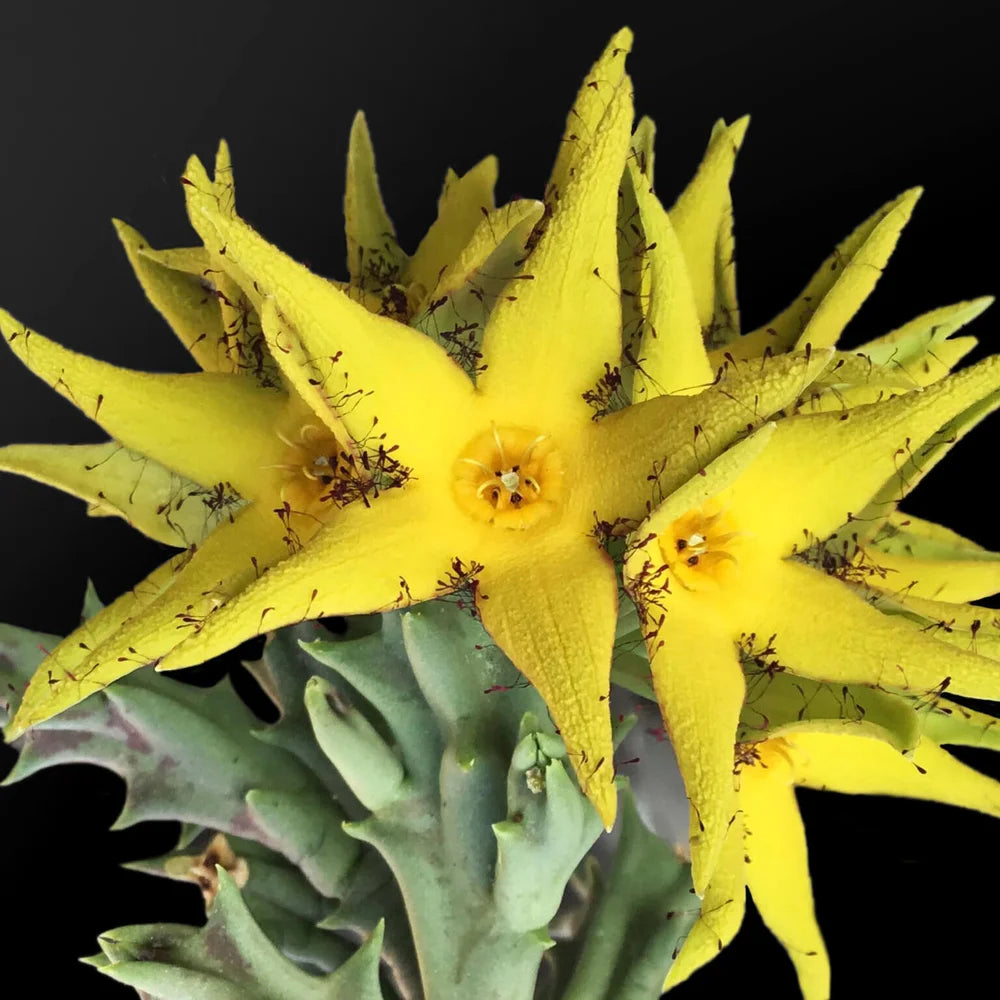 Orbea Lutea Succulent Flower seeds for Planting Low Maintenance Heirloom & GMO Free Seeds for Home Garden