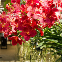 Light Red Orchid Phalaenopsis Seeds for Planting Cut Flower Favorite Heirloom & GMO Free Seeds for Home Garden
 
 Sale
