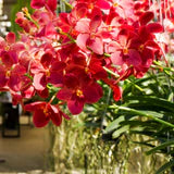 Red Orchid Flower Seeds for Planting Seasonal Bloomer Heirloom & GMO Free Seeds for Home Garden
 
 Sale
