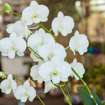White Orchid Planting Seeds  Perfect for Serene White Blooms in Home Gardens